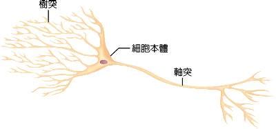 陰處 神經細胞形狀